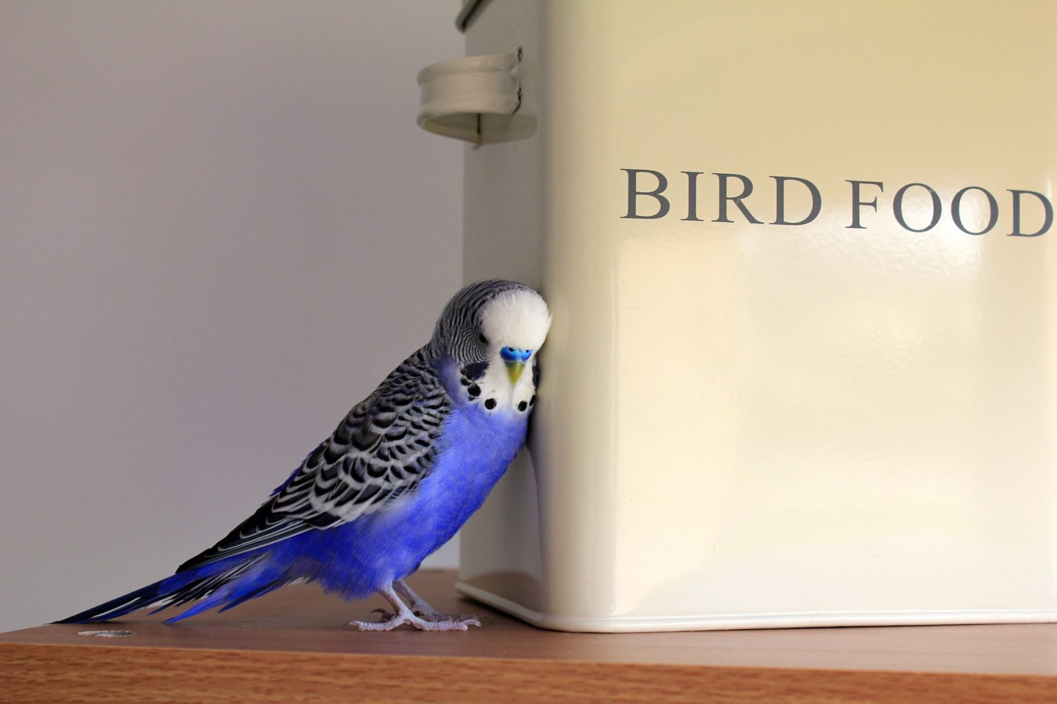 Budgerigar /Parakeet CARE GUIDE part 1 Unijou