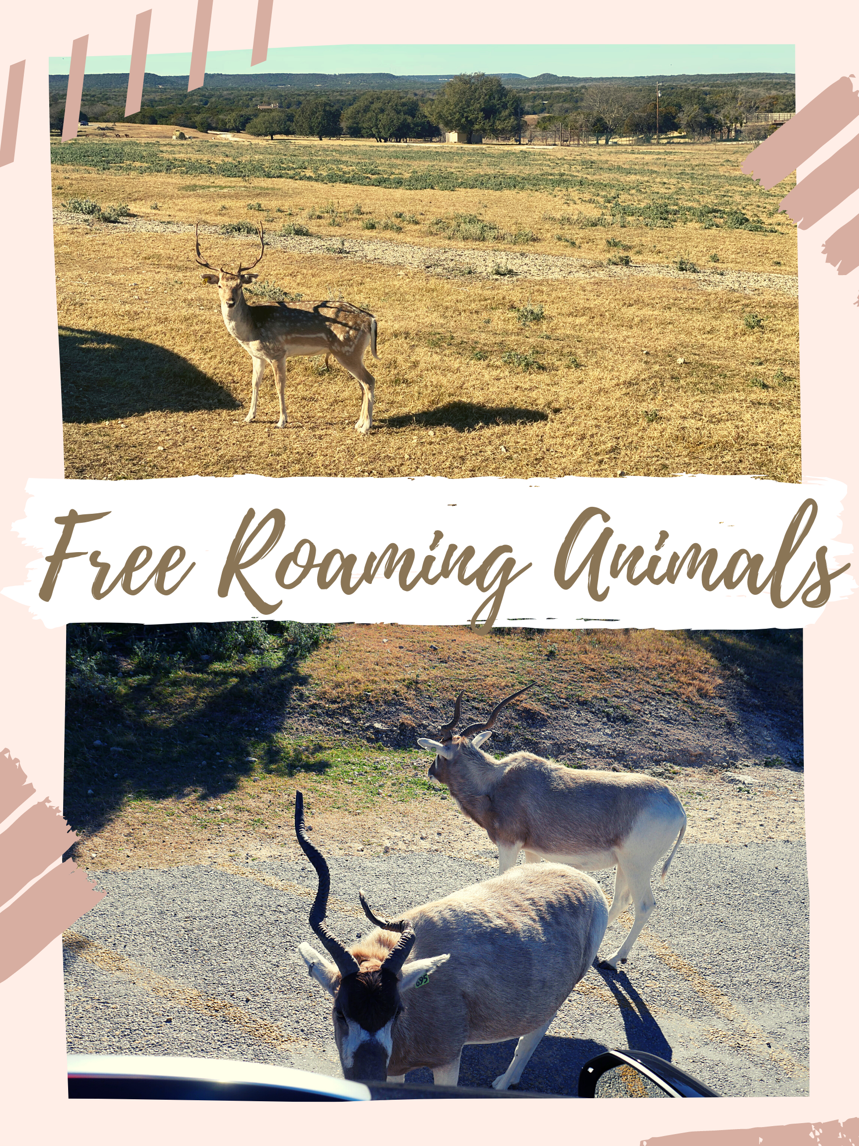 Fossil Rim Free Animals