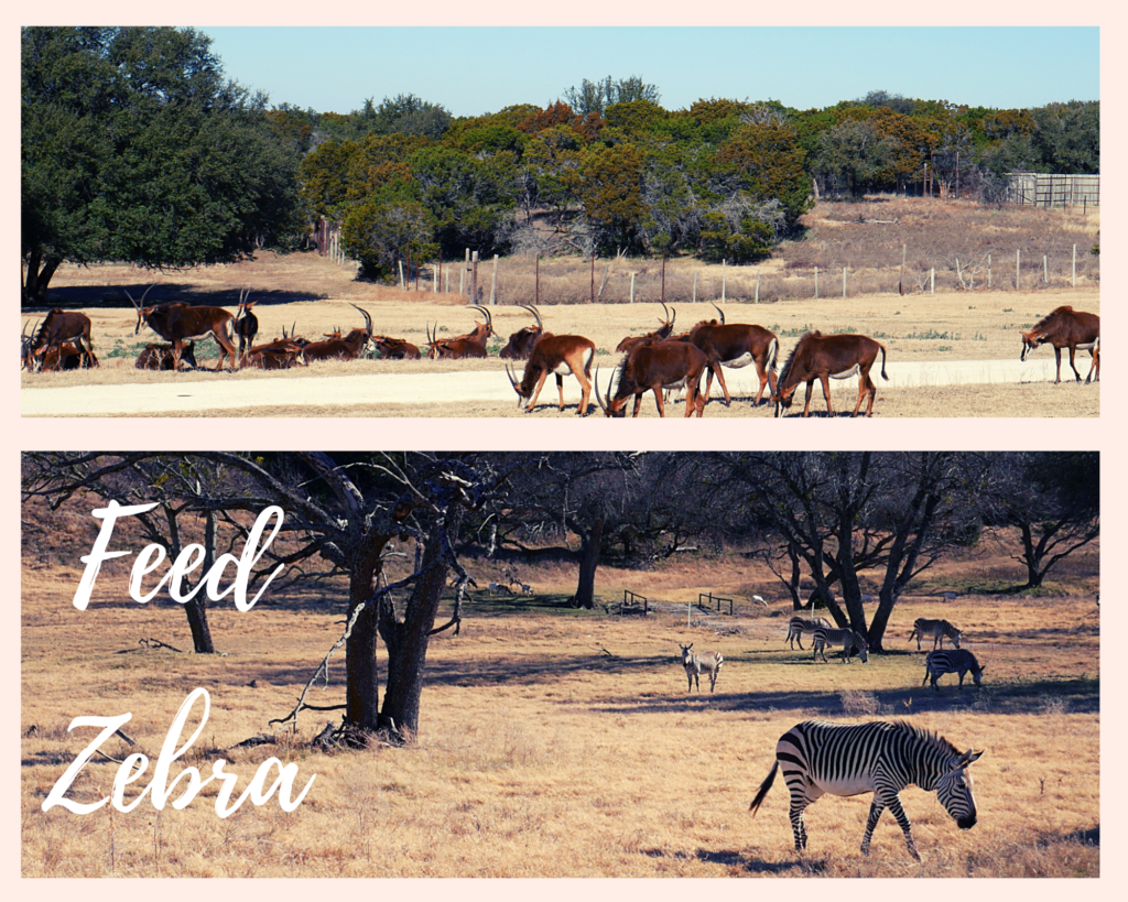 Fossil rim zebra