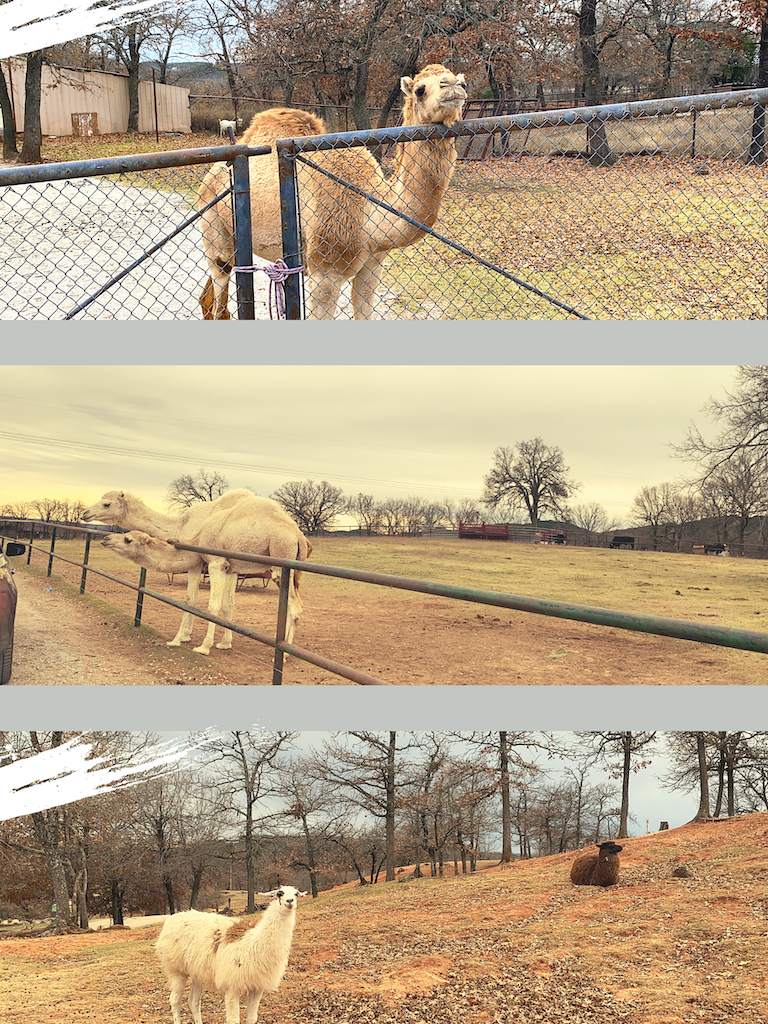 This image has an empty alt attribute; its file name is Arbuckel-wilderness-3-unijou.png