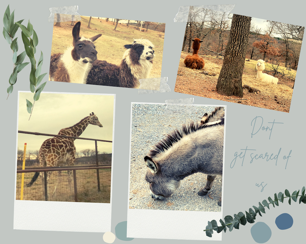 This image has an empty alt attribute; its file name is Arbuckel-wilderness-unijou-2.png