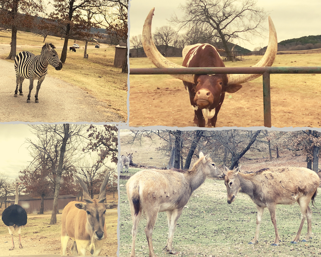 This image has an empty alt attribute; its file name is Arbuckle-wilderness-Zebra-unijou-1.png