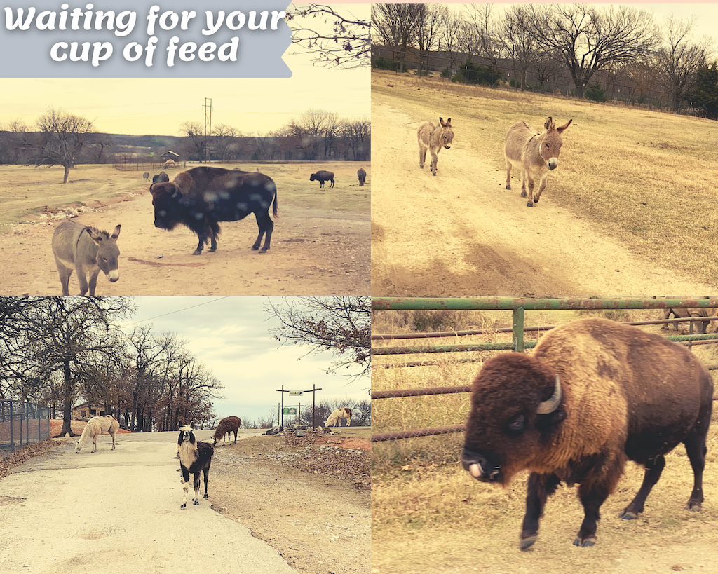 This image has an empty alt attribute; its file name is Arbuckle-wilderness-unijou-55-1.png