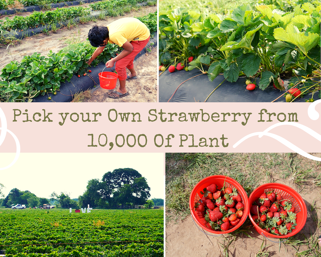 Strawberry Picking By Abhinav Reya Unijou 2 